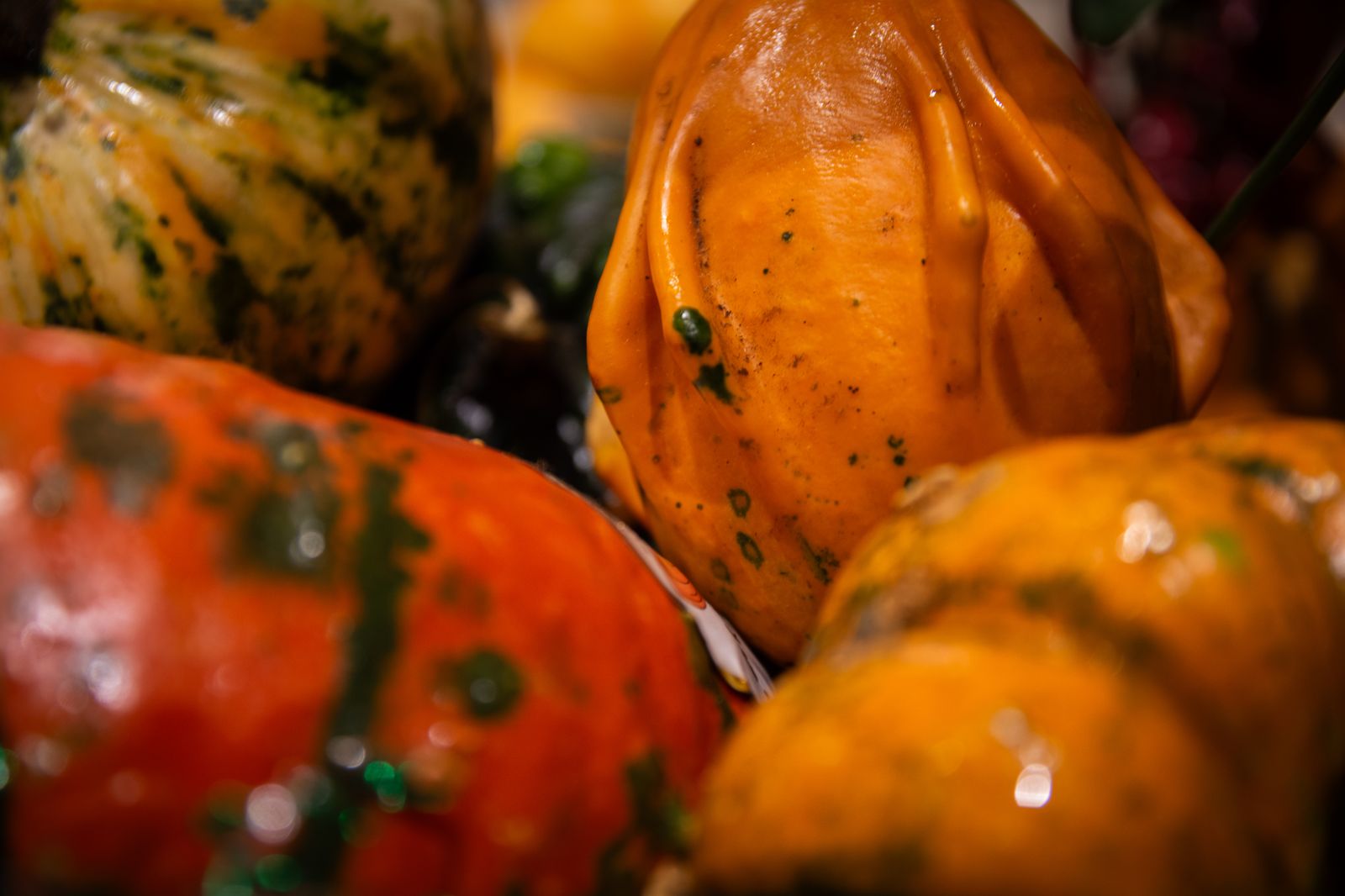 Zucca Ornamentale
